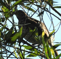 Sericulus chrysocephalus