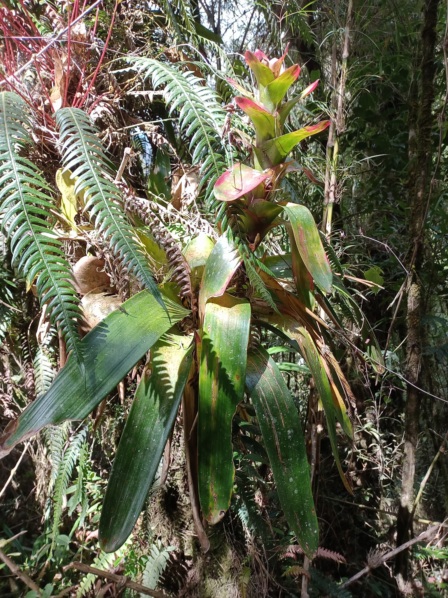 Guzmania image