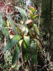 Guzmania gloriosa