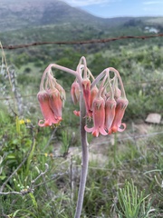 Cotyledon orbiculata