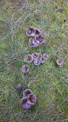 Hygrophorus hypothejus