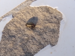 Crioceris paracenthesis