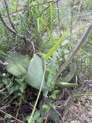 Cotyledon orbiculata