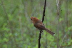 Sinosuthora webbiana