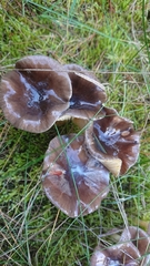 Hygrophorus hypothejus