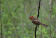 Sinosuthora webbiana