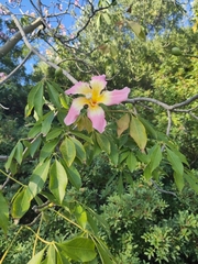 Ceiba speciosa