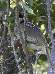 Sericulus chrysocephalus