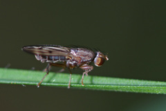 Opomyzidae
