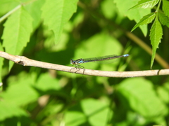 Cyanallagma bonariense