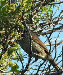 Sericulus chrysocephalus