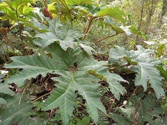 Gunnera