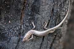 Cryptoblepharus buchananii