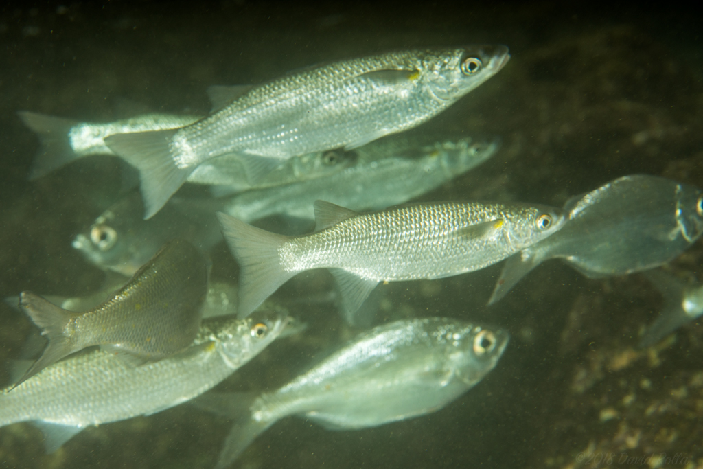 Brown Mullet