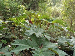 Gunnera