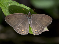 Euptychiina