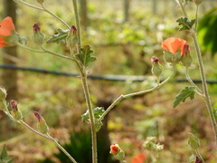 Sphaeralcea miniata