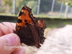 Nymphalis polychloros