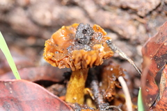 Cortinarius sinapicolor
