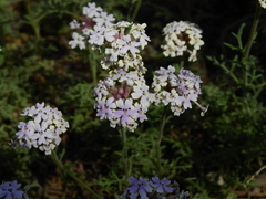 Glandularia parodii