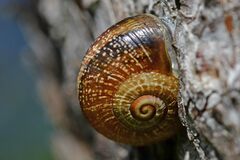 Otala punctata
