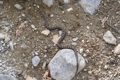 Vipera aspis