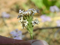 Glandularia parodii