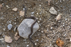Vipera aspis