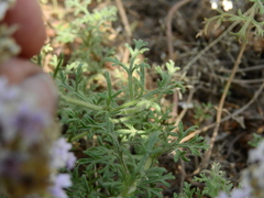 Glandularia parodii