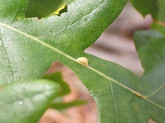 Pseudoneuroterus saliens