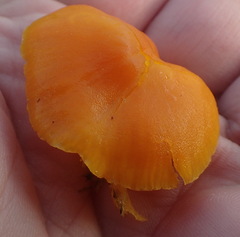Hygrocybe ceracea