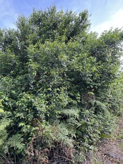 Halleria lucida