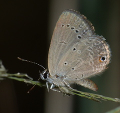 Eicochrysops messapus