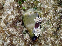 Conus lividus