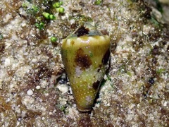 Conus lividus