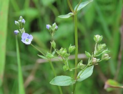 Veronica anagallis-aquatica