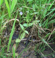 Veronica anagallis-aquatica