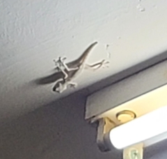 Ptyodactylus guttatus