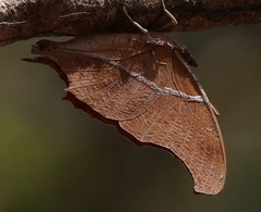 Polyura betsimisaraka