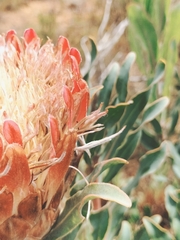 Protea susannae