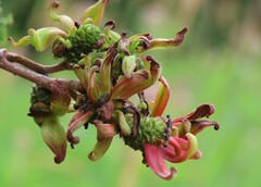 Taphrina robinsoniana