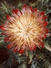 Protea susannae