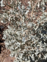 Atriplex hymenelytra