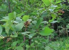 Taphrina robinsoniana