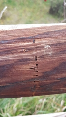 Trypodendron lineatum