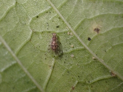 Ectopsocus petersi