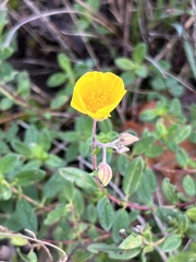 Helianthemum