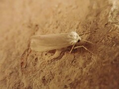 Rupela