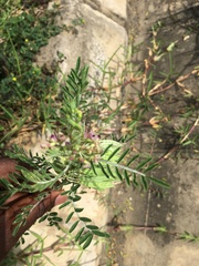 Lessertia frutescens