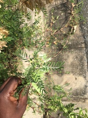 Lessertia frutescens